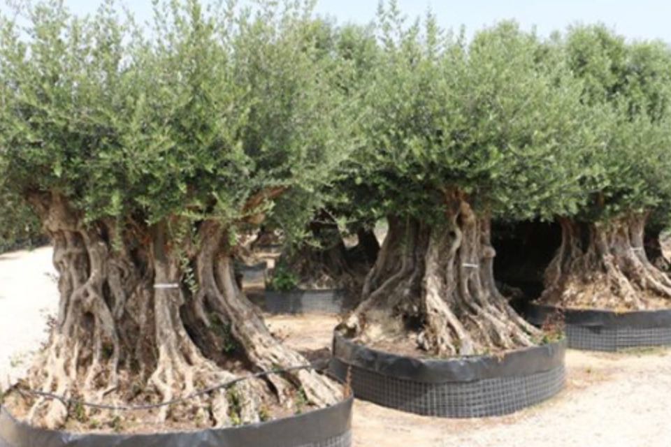 OLIVI BONSAI MILLENARI SELEZIONE